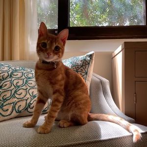 Meet your Posher, Austen